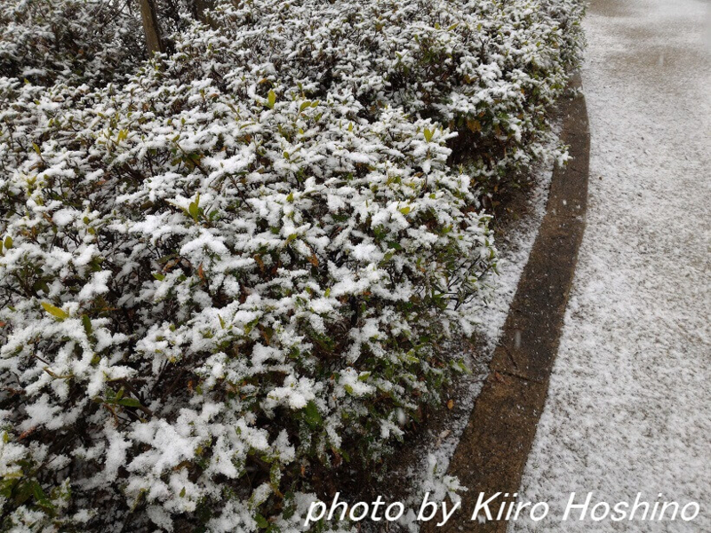 雪の公園