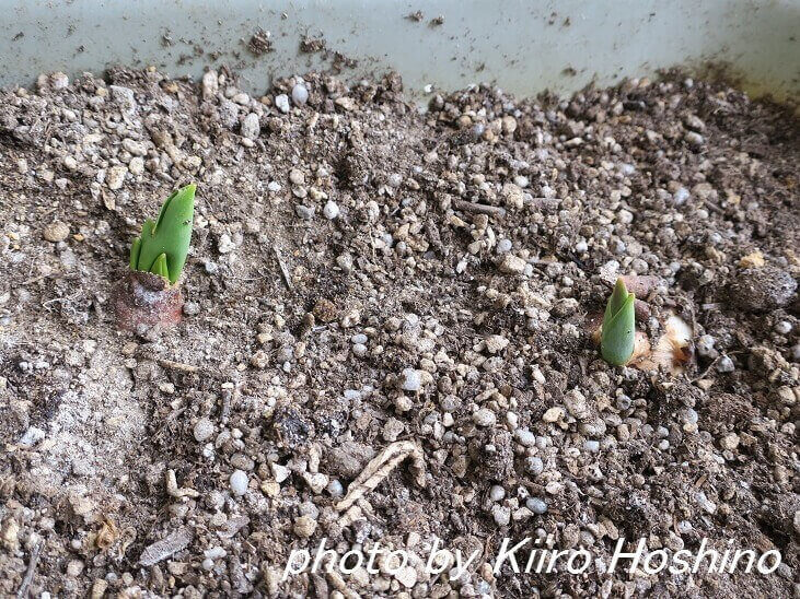 チューリップの芽 チューリップの芽