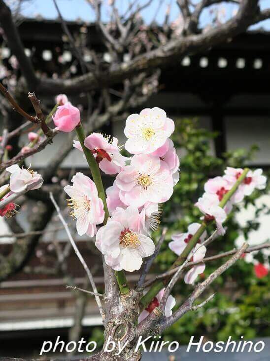 隋心院・梅 隋心院・梅
