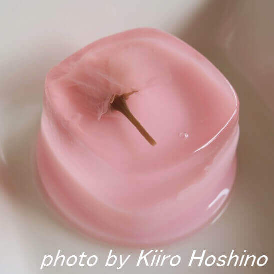 桜プリン、アップ 桜プリン、アップ