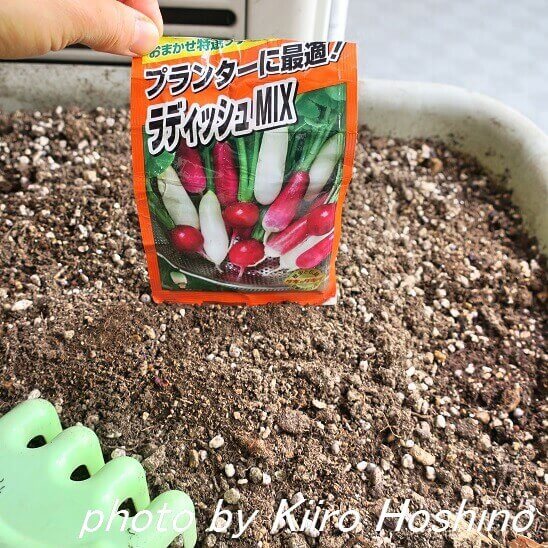 ラディッシュの種まき ラディッシュの種まき