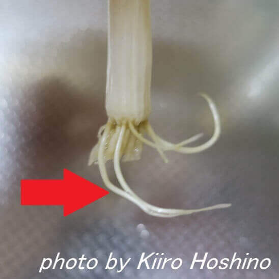 ねぎ水栽培、根っこ ねぎ水栽培、根っこ