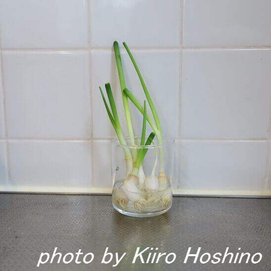 ねぎ水栽培 ねぎ水栽培