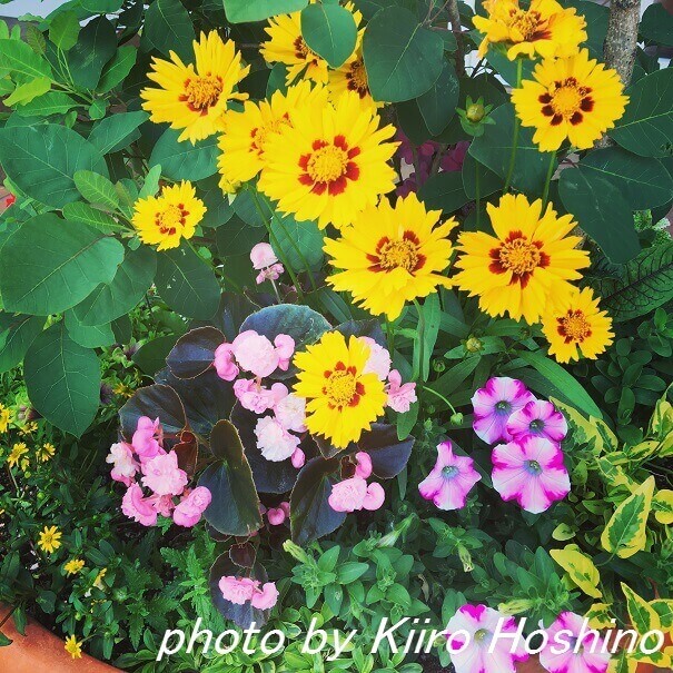 ケーキ屋さんの花 ケーキ屋さんの花