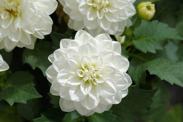 f:id:kiiroihoshi:20180321181718j:plain f:id:kiiroihoshi:20180321181718j:plain