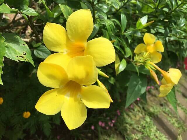 f:id:kiiroihoshi:20180723120103j:plain f:id:kiiroihoshi:20180723120103j:plain